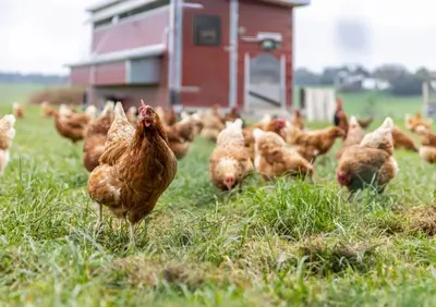 Tiere in der Ferienwohnung oder in der Nähe