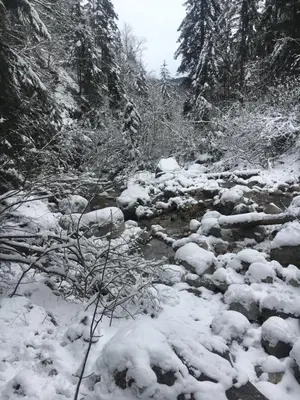 SeelenbaumlerIn im Winter