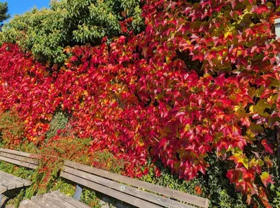 Ein Garten an der Unterkunft SeelenbaumlerIn