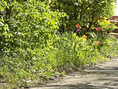 Ein Garten an der Unterkunft Turmfalke