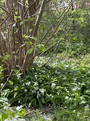 Ein Garten an der Unterkunft Turmfalke