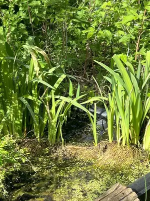 Ein Garten an der Unterkunft Turmfalke
