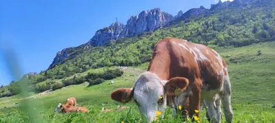Tiere in der Ferienwohnung oder in der Nähe