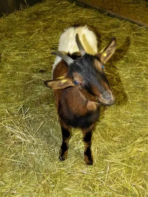Tiere in der Ferienwohnung oder in der Nähe