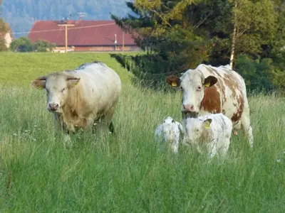 Tiere in der Ferienwohnung oder in der Nähe