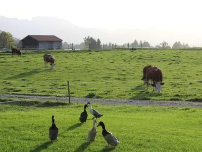 Tiere im Ferienhaus oder in der Nähe