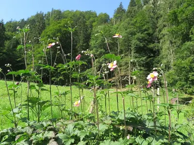 Ein Garten an der Unterkunft Schossbach in Haus Waldwinkel