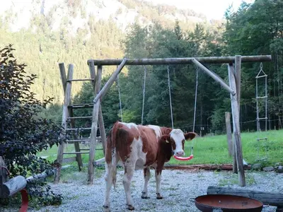Tiere im Ferienhaus oder in der Nähe