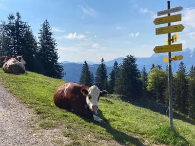 Tiere im Ferienhaus oder in der Nähe
