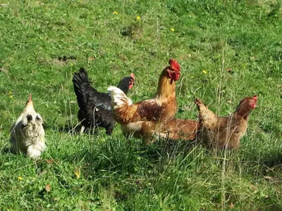 Tiere im Ferienhaus oder in der Nähe