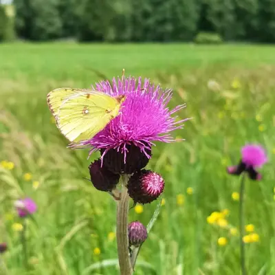 Ein Garten an der Unterkunft Ferienwohnung Ilona, Armin & Simon Funke