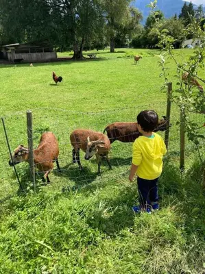Tiere in der Ferienwohnung oder in der Nähe