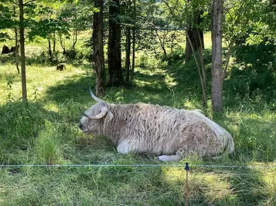Tiere in der Ferienwohnung oder in der Nähe