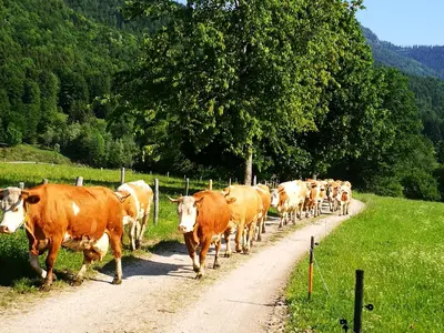 Tiere in der Ferienwohnung oder in der Nähe