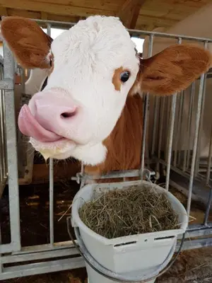 Tiere in der Ferienwohnung oder in der Nähe