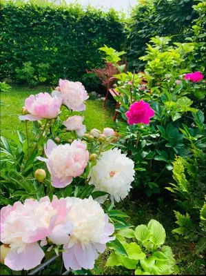 Ein Garten an der Unterkunft Bright new studio 43m2 with a beautiful garden