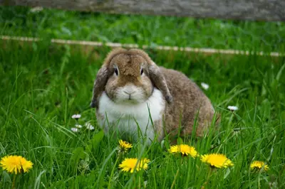 Tiere in der Ferienwohnung oder in der Nähe
