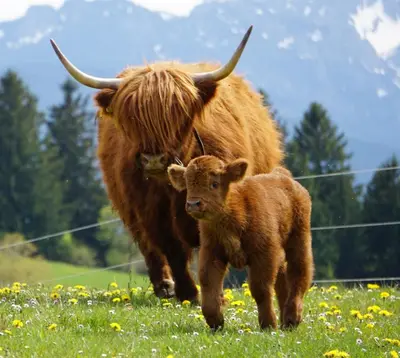 Tiere in der Ferienwohnung oder in der Nähe