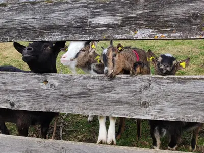Tiere in der Ferienwohnung oder in der Nähe