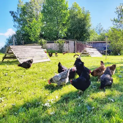 Tiere in der Ferienwohnung oder in der Nähe