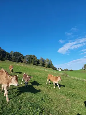Tiere in diesem Bauernhof oder in der Nähe