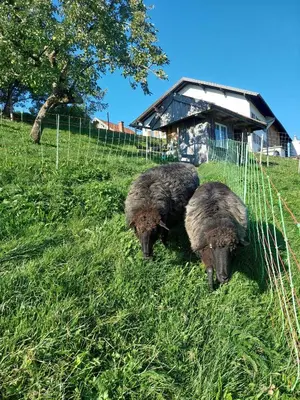 Tiere in diesem Bauernhof oder in der Nähe