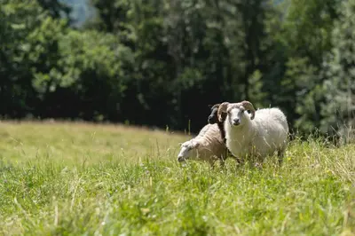 Tiere im Hotel oder in der Nähe
