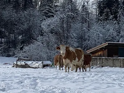 Tiere in der Ferienwohnung oder in der Nähe