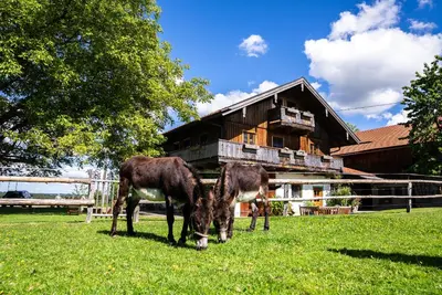 Tiere in der Ferienwohnung oder in der Nähe