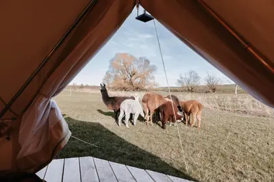 Tiere in der Zelt-Lodge oder in der Nähe