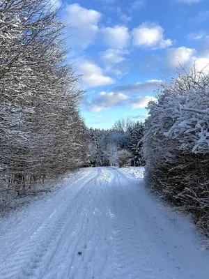 Teddis Traubing im Winter