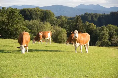 Tiere in der Ferienwohnung oder in der Nähe