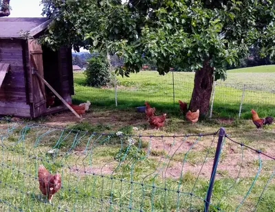 Ein Garten an der Unterkunft Christerhof