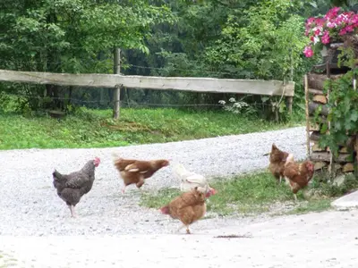 Tiere in der Ferienwohnung oder in der Nähe