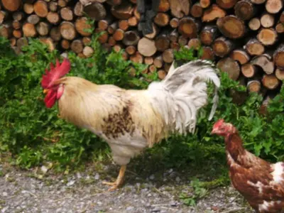 Tiere in der Ferienwohnung oder in der Nähe