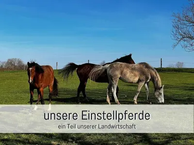Tiere im Ferienhaus oder in der Nähe
