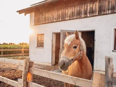 Tiere in der Ferienwohnung oder in der Nähe