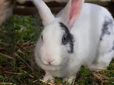 Tiere in der Ferienwohnung oder in der Nähe