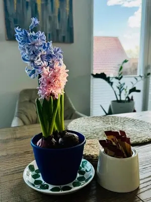 Grundriss der Unterkunft gemütliche Ferienwohnung mit Garten