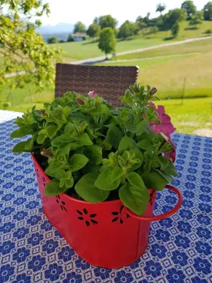 Ein Garten an der Unterkunft Berg Hotel Weingarten Garni