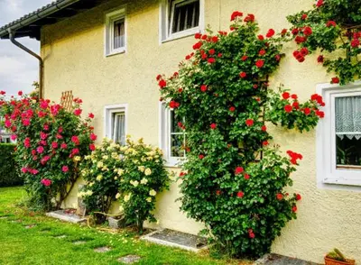 Ein Garten an der Unterkunft Prestige-Apartment-Chiemsee