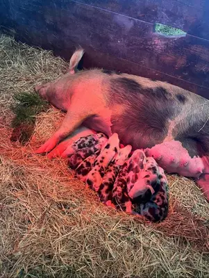 Tiere in diesem Bauernhof oder in der Nähe