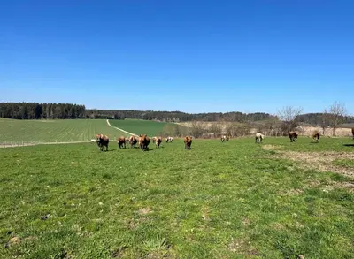Tiere in diesem Bauernhof oder in der Nähe