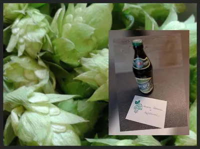 Grundriss der Unterkunft Holledauer Hopfakammerl
