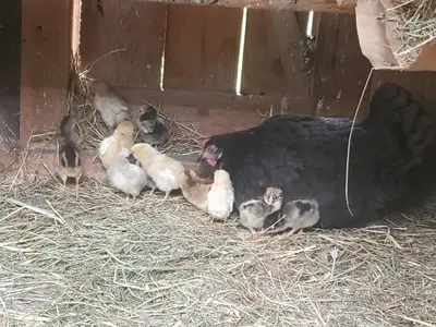 Tiere in der Ferienwohnung oder in der Nähe