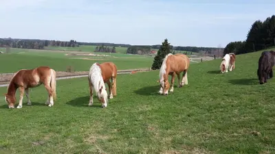 Tiere in der Ferienwohnung oder in der Nähe