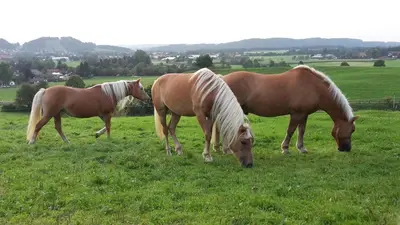 Tiere in der Ferienwohnung oder in der Nähe