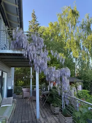 Ein Garten an der Unterkunft Wohlfühldomizil