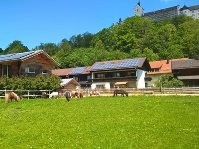Tiere in der Pension oder in der Nähe