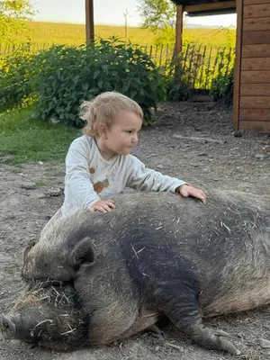 Tiere im Ferienhaus oder in der Nähe